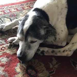 Meet your Posher, Thomas